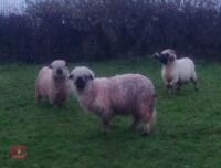 2 VALAIS BLACKNOSE EWES - BIDS PER LIFE