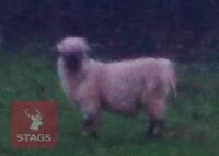 2 VALAIS BLACKNOSE EWES - BIDS PER LIFE - 2