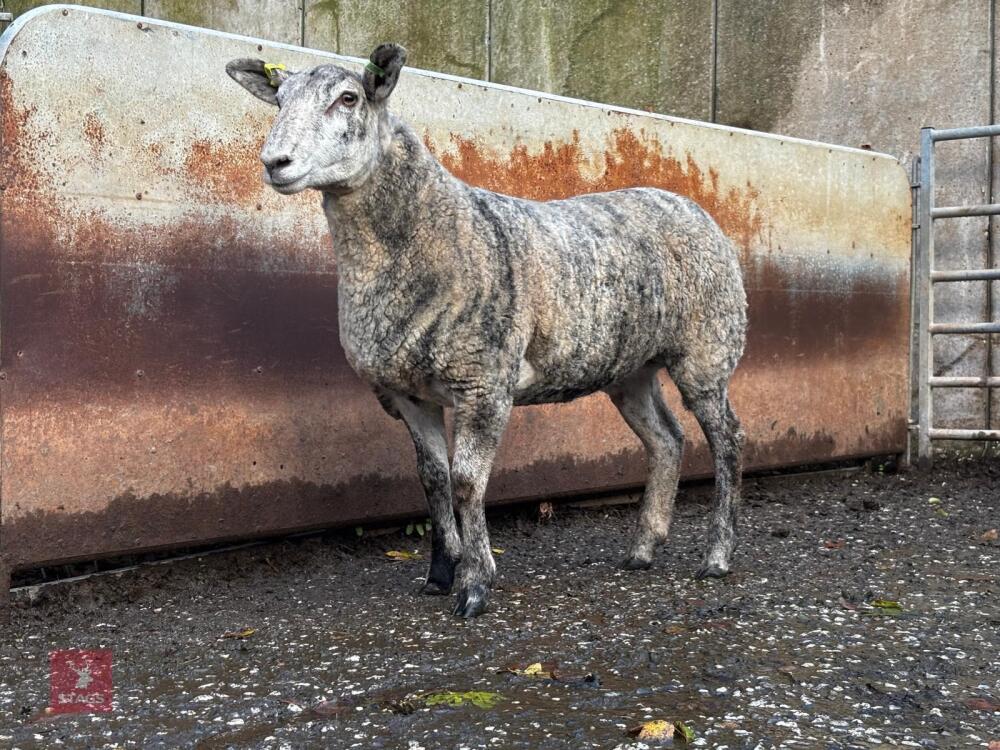 CHARTEX X MULE EWE LAMB