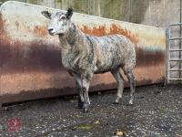 CHARTEX X MULE EWE LAMB