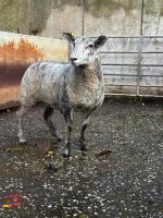 CHARTEX X MULE EWE LAMB - 2