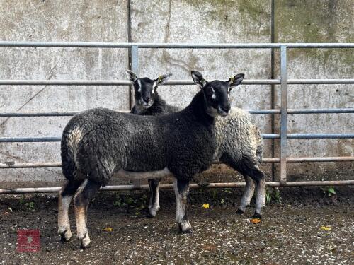 2 BADGER FACE MULE EWE LAMBS - BIDS PER LIFE