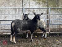 2 BADGER FACE MULE EWE LAMBS - BIDS PER LIFE