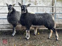 2 BADGER FACE MULE EWE LAMBS - BIDS PER LIFE - 2