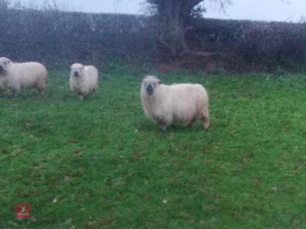 4 X 2YO VALAIS X EWES - BIDS PER LIFE