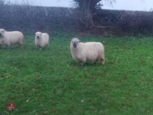 4 X 2YO VALAIS X EWES - BIDS PER LIFE