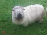 4 X 2YO VALAIS X EWES - BIDS PER LIFE - 2