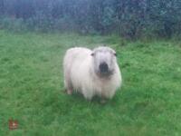 4 X 2YO VALAIS X EWES - BIDS PER LIFE - 3