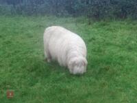 4 X 2YO VALAIS X EWES - BIDS PER LIFE - 4