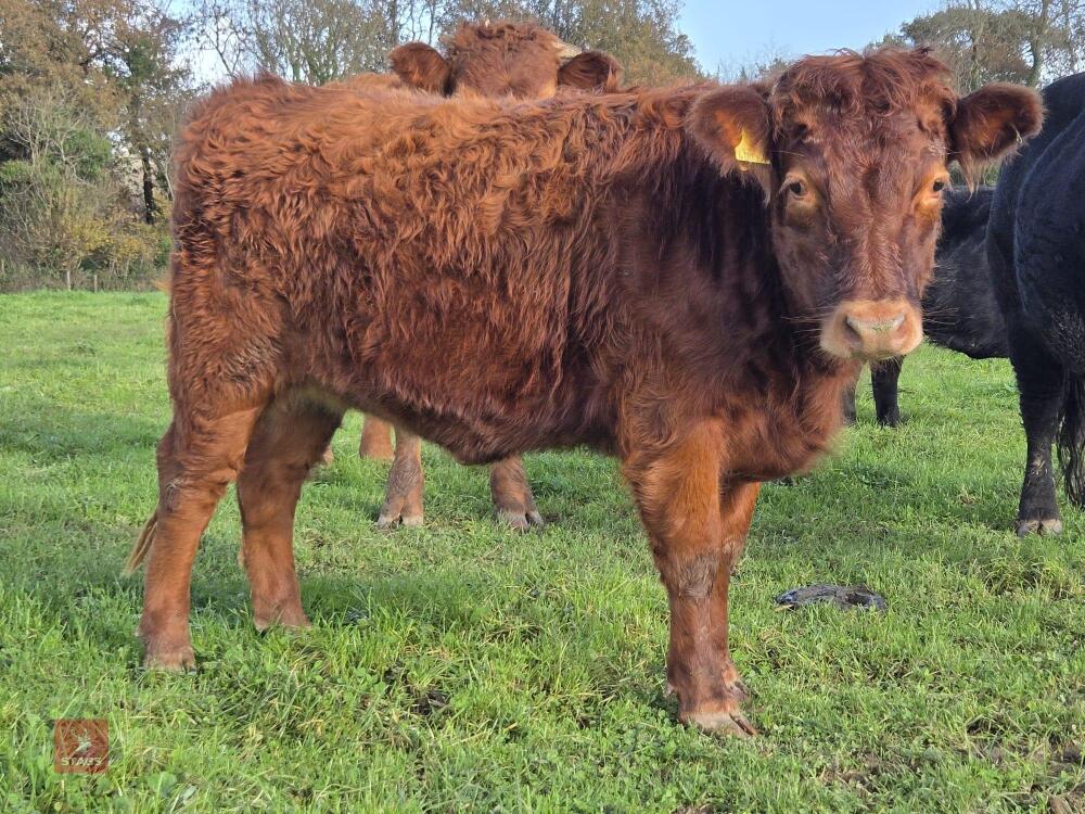 13MO PEDIGREE IN CALF DEXTER HEIFER