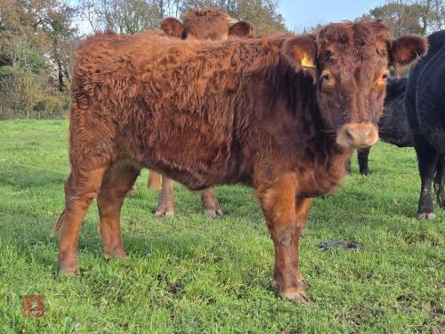 13MO PEDIGREE IN CALF DEXTER HEIFER
