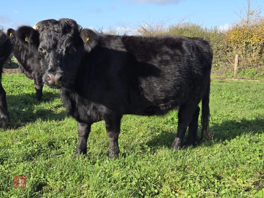 3YO PEDIGREE IN CALF DEXTER COW