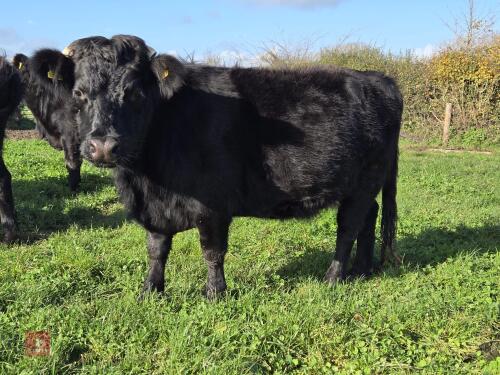 3YO PEDIGREE IN CALF DEXTER COW
