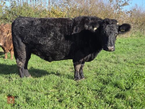 5YO PEDIGREE IN CALF DEXTER COW