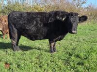 5YO PEDIGREE IN CALF DEXTER COW