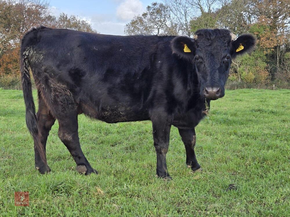 3YO PEDIGREE IN CALF DEXTER COW