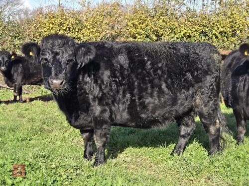 5YO PEDIGREE IN CALF DEXTER COW