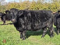 5YO PEDIGREE IN CALF DEXTER COW