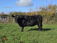 3YO PEDIGREE IN CALF DEXTER COW