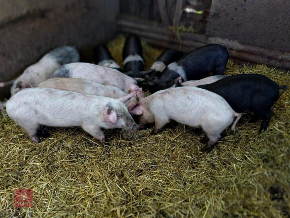 9 SADDLEBACK X WEANER PIGS - BIDS PER LIFE