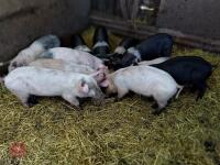 9 SADDLEBACK X WEANER PIGS - BIDS PER LIFE