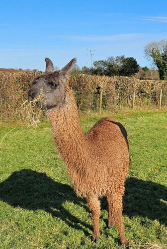 3YO CASTRATED MALE LLAMA
