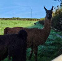 3YO CASTRATED MALE LLAMA - 2