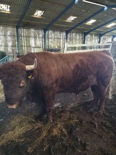 5YO DEVON BULL