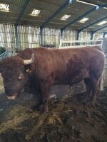 5YO DEVON BULL