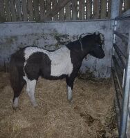 7MO PIEBALD FILLY FOAL - 3