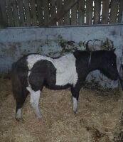 7MO PIEBALD FILLY FOAL - 7