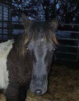 7MO PIEBALD FILLY FOAL - 6