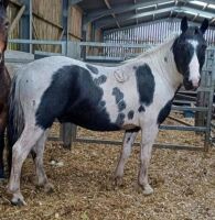 5YO PIEBALD FILLY - 4
