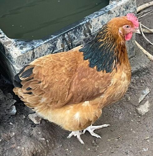 3 BUFF SUSSEX POL PULLETS - BIDS PER LIFE