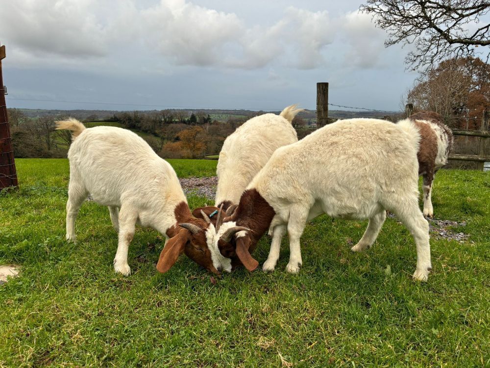 4 MIXED NANNY & WETHER GOATS - BIDS PER LIFE