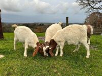 4 MIXED NANNY & WETHER GOATS - BIDS PER LIFE