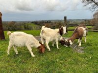 4 MIXED NANNY & WETHER GOATS - BIDS PER LIFE - 2