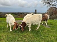 4 MIXED NANNY & WETHER GOATS - BIDS PER LIFE - 3