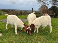 4 MIXED NANNY & WETHER GOATS - BIDS PER LIFE - 4