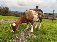 4 MIXED NANNY & WETHER GOATS - BIDS PER LIFE - 5