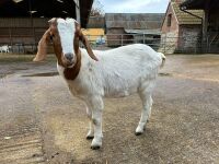 4 MIXED NANNY & WETHER GOATS - BIDS PER LIFE - 6