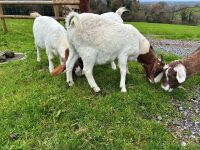 4 MIXED NANNY & WETHER GOATS - BIDS PER LIFE - 7