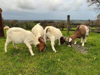 4 MIXED NANNY & WETHER GOATS - BIDS PER LIFE - 8