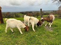 4 MIXED NANNY & WETHER GOATS - BIDS PER LIFE - 9