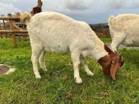 4 MIXED NANNY & WETHER GOATS - BIDS PER LIFE - 10
