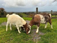 4 MIXED NANNY & WETHER GOATS - BIDS PER LIFE - 11