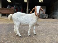 4 MIXED NANNY & WETHER GOATS - BIDS PER LIFE - 12