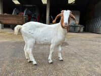 4 MIXED NANNY & WETHER GOATS - BIDS PER LIFE - 13