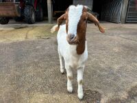4 MIXED NANNY & WETHER GOATS - BIDS PER LIFE - 14