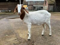 4 MIXED NANNY & WETHER GOATS - BIDS PER LIFE - 15